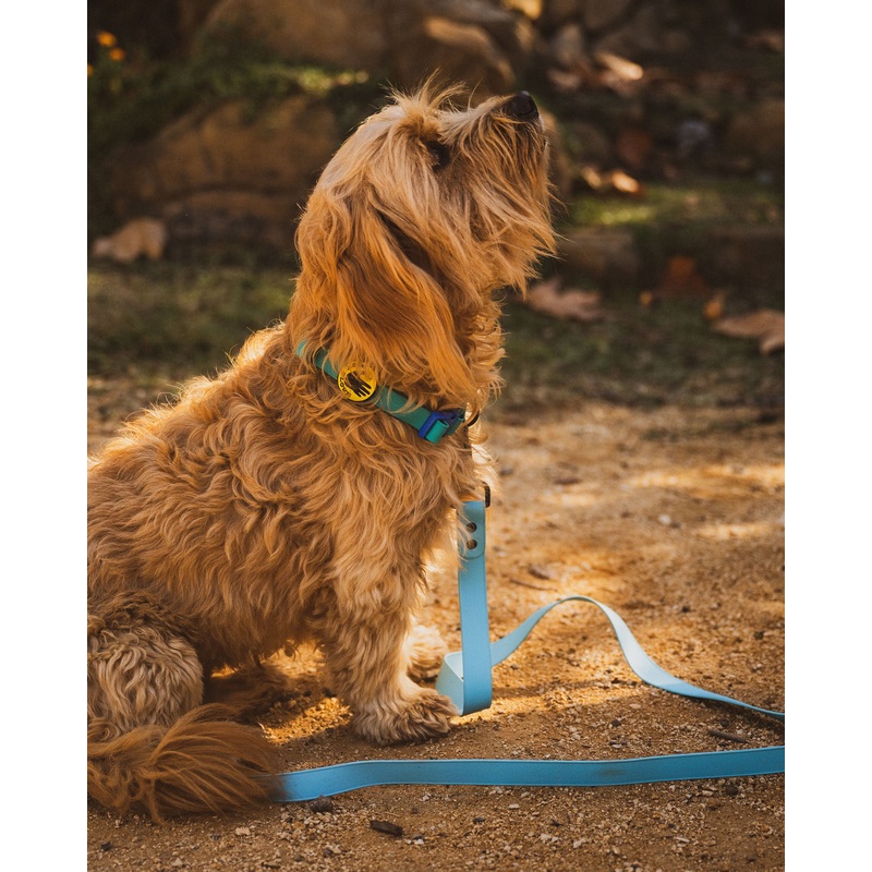 Waterproof Leash – Sea Mist