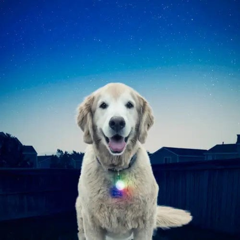 Nite Ize Spotlit Collar Light Disc-O